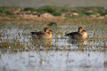Gadwall duck birds swimming in the wetlands - PhotoDune Item for Sale