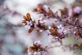 Branch of blossoming plum with pink flowers closeup. Japanese Sakura cherry blossoms. Spring time - PhotoDune Item for Sale
