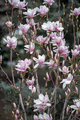 Blooming magnolia bush with pink flowers on branches in spring. Tender pink flowers in springtime. - PhotoDune Item for Sale
