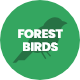 Tropic Forest Birds
