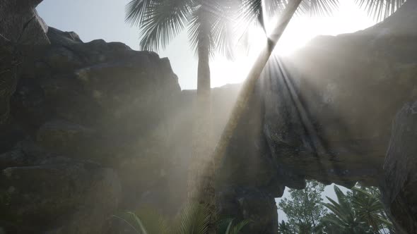 Big Palms in Stone Cave with Rays of Sunlight