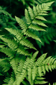 Fern leaves in forest - PhotoDune Item for Sale