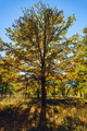 Oak tree in autumn woodland - PhotoDune Item for Sale