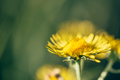 Beautiful yellow flowers. - PhotoDune Item for Sale