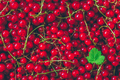 Background of Ripe Red Currant. - PhotoDune Item for Sale
