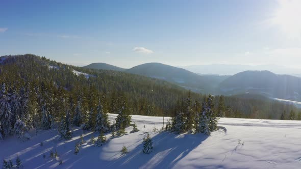 A Small Snowcovered Glade with Many Ski Trails and Single Christmas Trees Against the Background of