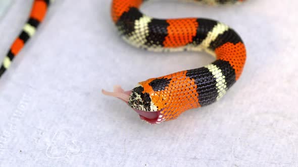 Tricolor Hognose snake up close as it swallows its food