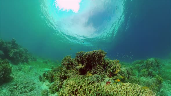 The Underwater World of a Coral Reef. Philippines.