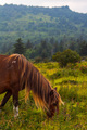 Grayson Highlands wild pony - PhotoDune Item for Sale