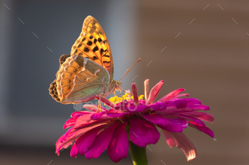 lower in sunlight. Macrophotography of wildlife. The butterfly pollinates the flowers of majora. Evening bright ray of sun.