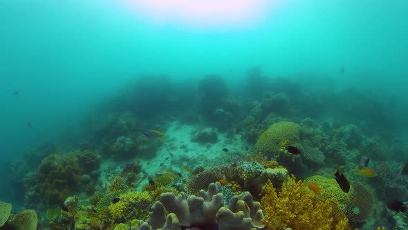 The Underwater World of a Coral Reef