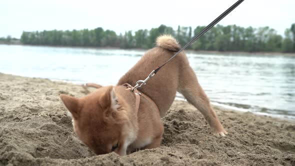 Young Shiba Inu Dog Playing in the Sand Near the River