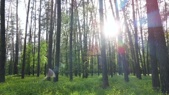 Summer Forest with Pine Trees Slow Motion