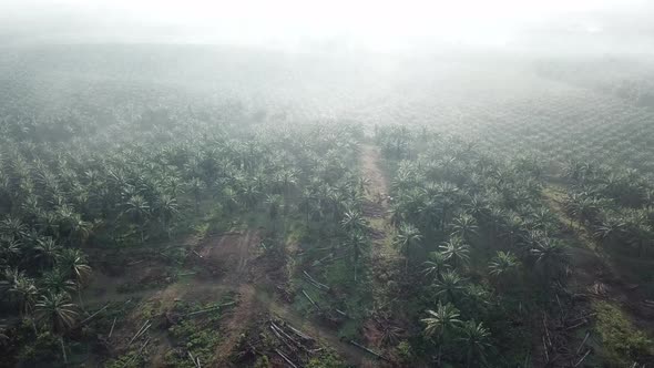 Fly over dead oil palm at plantation in morning with mist