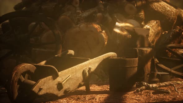 Preparation of Firewood for the Winter in Forest at Sunset