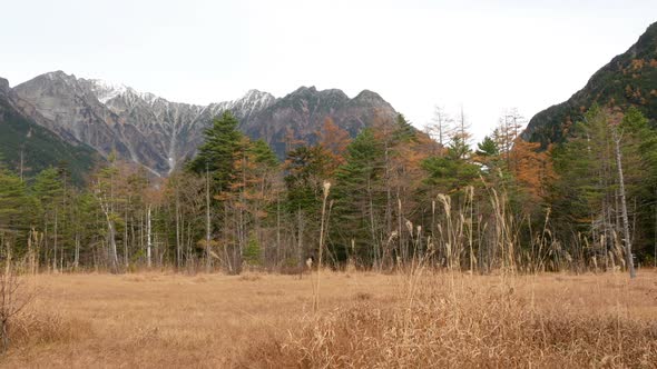 Grass and Mountian