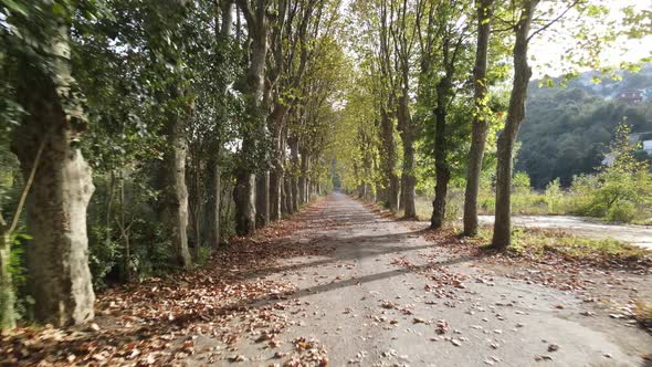 Autumn Road