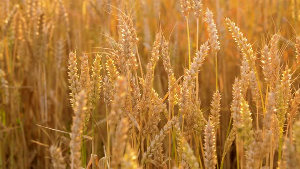 Cereal Field with Ripe Wheat Spikelets