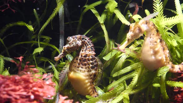Couple of yellow seahorses with black dots resting underwater between water plants in sun - close up