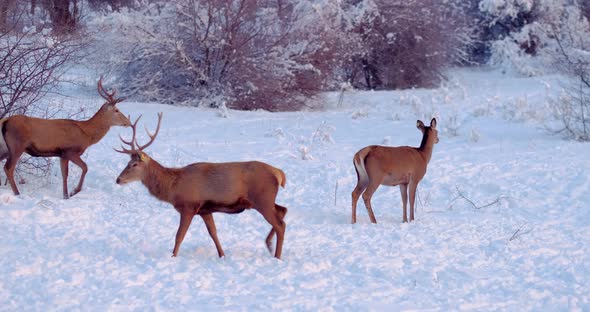 Two Deer Male and Female on the Snowy Clearing in the Forest