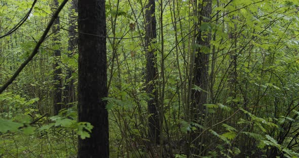 Trees and Bush in Wild Green Forest Walking in Nature