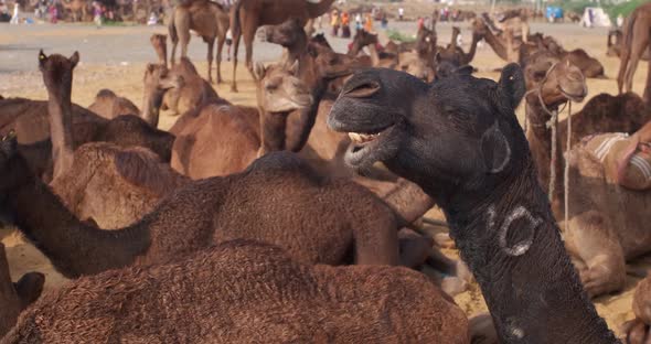 Camels at Pushkar Mela Camel Fair Festival in Field Eating Chewing