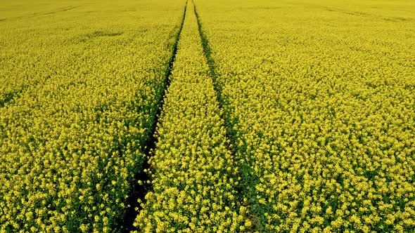 Yellow rape fields and tractor tracks, aerial view of Poland