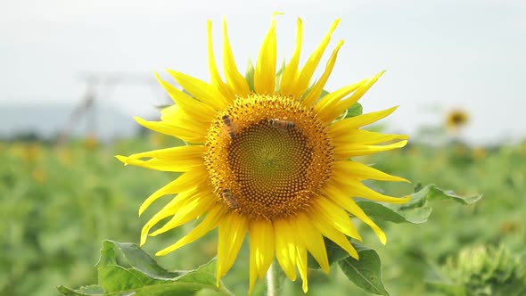 A beautiful close-up yellow sunflower swaying in the wind.
