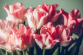 Bunch of Parrot Style Tulips - PhotoDune Item for Sale