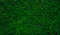 Small green leaves in hedge wall texture background. Closeup green hedge plant in garden. Eco wall - PhotoDune Item for Sale