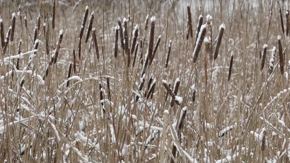 Shore Cattail In Falling Snow II