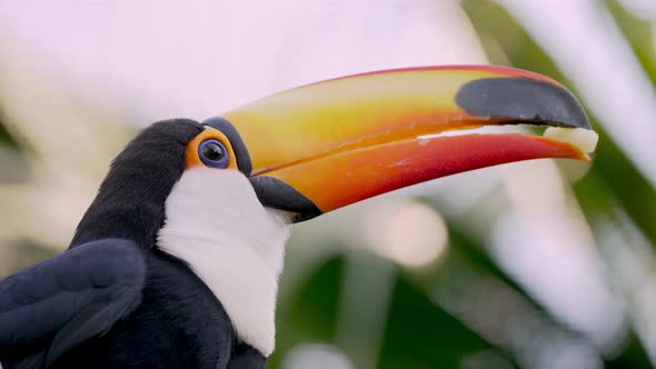 Toco Toucan skilfully  using its bill to handle piece of fruit; close-up`