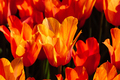 Colorful spring fresh dutch tulips. Re color - PhotoDune Item for Sale