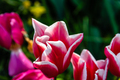 Colorful spring fresh dutch tulips. Assorted colors - PhotoDune Item for Sale