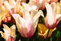 Colorful spring fresh dutch tulips. Pink and white colors - PhotoDune Item for Sale