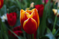 Colorful spring fresh dutch tulips. Orange color - PhotoDune Item for Sale