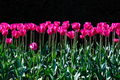 A stunning photo capturing rows of tall pink tulips standing tall in a sea of lush green field - PhotoDune Item for Sale