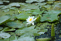 White lotus flower with yellow pollen on water surface - PhotoDune Item for Sale