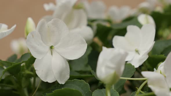 Cultivated  garden with jewelweed   plant  4K 2160p 30fps UltraHD footage - Impatiens  flower petals