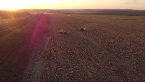 Aerial View on Combine Harvester Agriculture Machine Harvesting Golden Ripe Wheat Field at Sunset