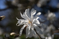 white flower - PhotoDune Item for Sale