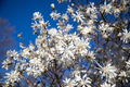 Tree with white flowers in spring - PhotoDune Item for Sale