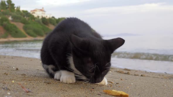 Stray Cat Eating Fries at the Beach