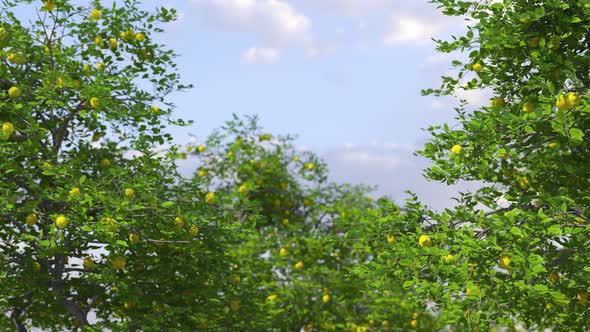 Lemon Tree In Blue Sky