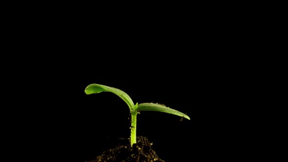 Growing Green Cucumber Plant Time Lapse