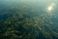 Hydrilla or waterthyme. Hydrilla verticillata. Invasive species in freshwater lake. Aquatic weed.  - PhotoDune Item for Sale