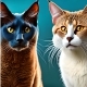 Cat - AudioJungle Item for Sale