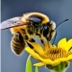 Bee - AudioJungle Item for Sale