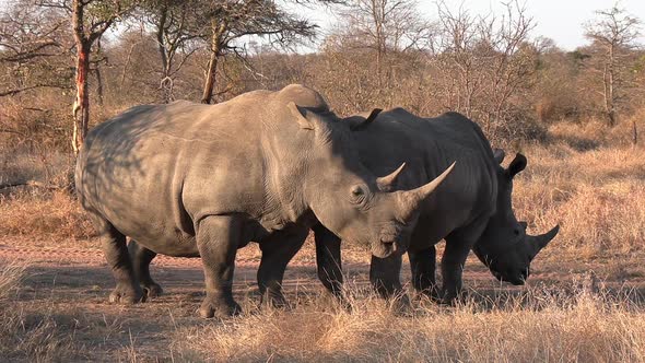 Close view of two southern white rhinos in grassland at golden hour