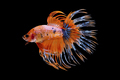 Orange siamese fighting fish. Crown tail betta isolated on black background. - PhotoDune Item for Sale